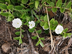 Evolvulus prostratus