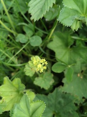 Alchemilla