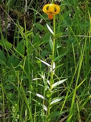Lilium carniolicum