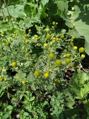 Matricaria discoidea