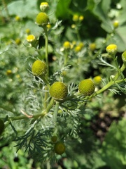 Matricaria discoidea