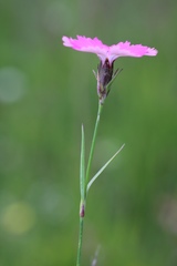 Dianthus pavonius