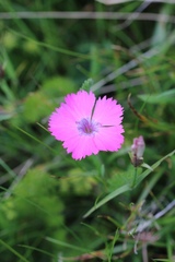 Dianthus pavonius