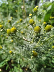 Matricaria discoidea