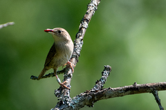 Troglodytes aedon aedon