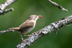 Troglodytes aedon aedon