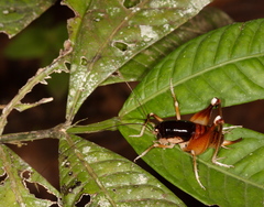 Apotetamenus amazonae