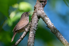 Troglodytes aedon aedon