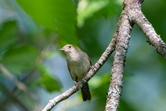 Troglodytes aedon aedon