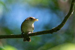 Troglodytes aedon aedon