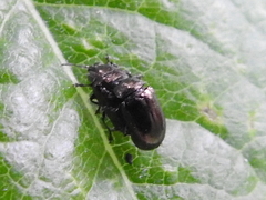 Phratora vitellinae