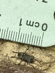 Leptostylus