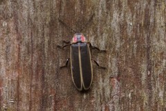 Photinus carolinus