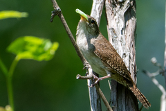 Troglodytes aedon aedon