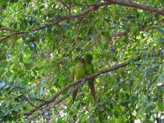 Psittacara leucophthalmus