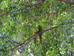 Psittacara leucophthalmus