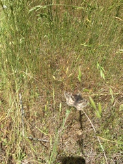Bromus hordeaceus