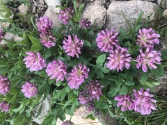 Trifolium parryi