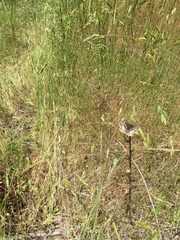 Bromus hordeaceus