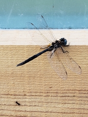 Somatochlora williamsoni