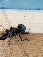 Somatochlora williamsoni