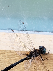 Somatochlora williamsoni