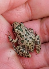 Pseudacris clarkii