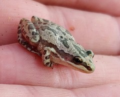 Pseudacris clarkii