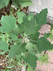 Chenopodium album