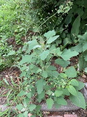 Chenopodium album