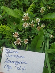 Trifolium repens