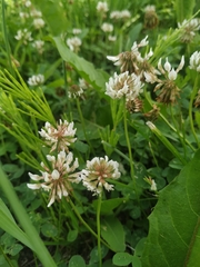 Trifolium repens