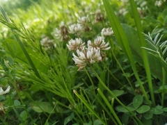 Trifolium repens