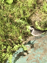 Motacilla alba