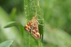 Pyrausta despicata