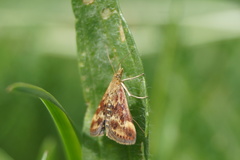 Pyrausta despicata