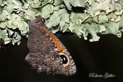 Haywardella edmondsii