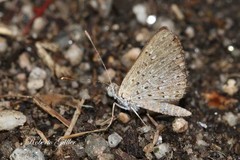 Zabuella tenellus