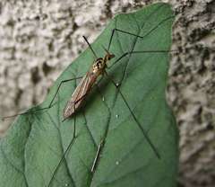 Nephrotoma appendiculata