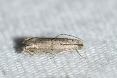 Epiblema minutana