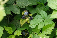 Rubus caesius