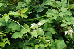 Rubus caesius