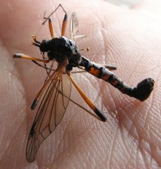 Tanyptera atrata