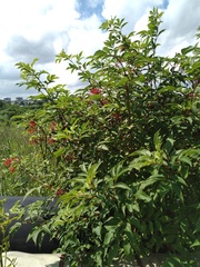 Sambucus racemosa