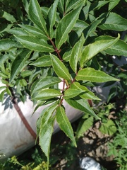 Sambucus racemosa