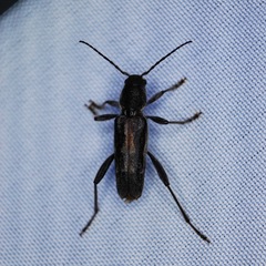 Xylotrechus sagittatus