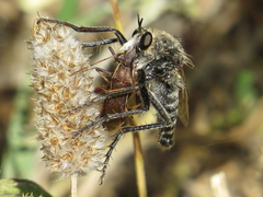 Dasypogon gougeleti