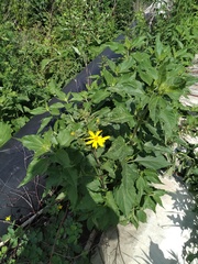 Helianthus tuberosus