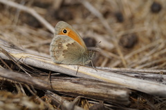Coenonympha pamphilus