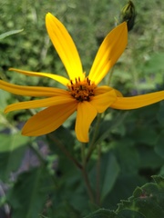 Helianthus tuberosus